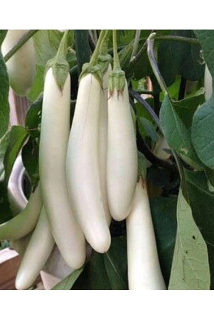 brinjal-seeds-the-plant-can-be-grown-in-a-container-as-well-as-in-the-ground