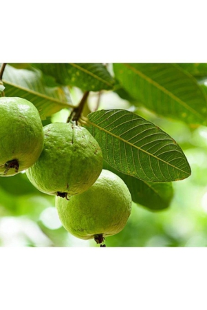 classic-green-earth-guava-fruit-50-seeds-