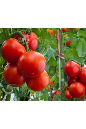 homeagro-tomato-vegetable-100-seeds-