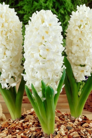 hyacinth-aiolos-white-color-flower-bulb