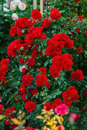 climbing-rose-plant-red-scented