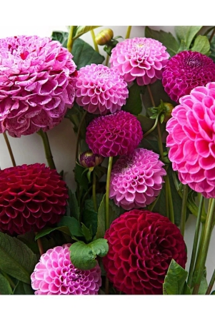 homeagro-dahlia-mixed-flower-25-seeds-