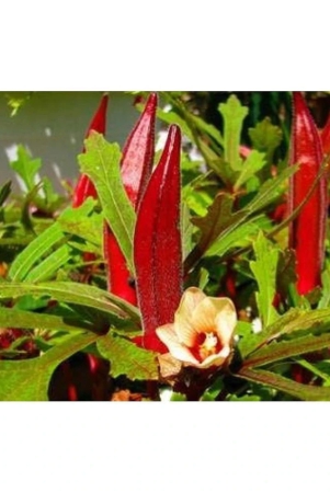 red-okra-bhindi-ladys-finger-pack-of-15-seeds