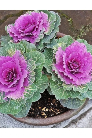 flowering-kale-pack-of-30-seeds