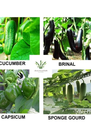 brinjal-sponge-gourd-copsicum-cucumber-200-seeds-with-cocopeat