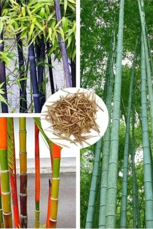 homeagro-bamboo-plant-20-seeds-