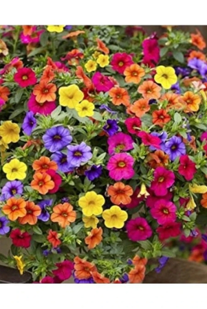 homeagro-petunia-mixed-flower-50-seeds-