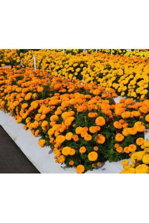 homeagro-marigold-flower-50-seeds-