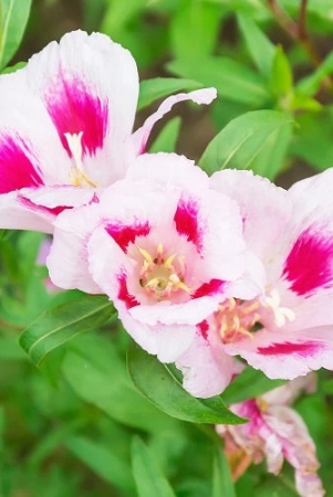 godetia-clarkia-mix-color-flower-seeds