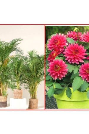 shivam-organic-seeds-combo-areca-palm-plant-5-seeds-and-dahlia-mixed-flower-25-seeds-