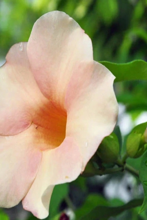 allamanda-flowers-plant-pink-colour