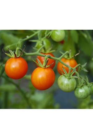 homeagro-tomato-vegetable-100-seeds-