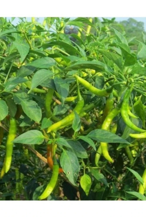 homeagro-chilli-vegetable-50-seeds-