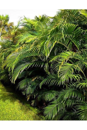 classic-green-earth-areca-palm-grass-15-seeds-