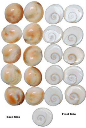 rudras-natural-gomti-chakra-21-pieces