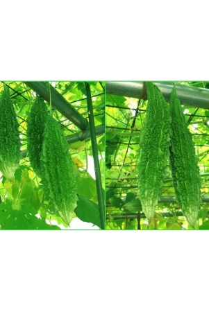 homeagro-bitter-gourd-vegetable-20-seeds-