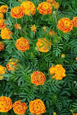 hn-organic-seed-marigold-flower-50-seeds-