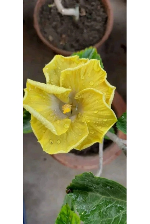 austrelian-hibiscus-plant-for-home-gardening