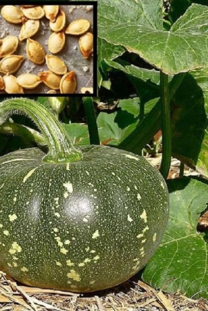 homeagro-f1-pumpkin-nagarjuna-vi-vegetable-hybrid