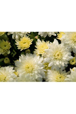 chrysanthemum-opera-white-mix-german-breed-30-seeds-with-growing-cocopeat