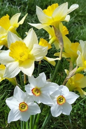 nargis-daffodil-mix-color-flower-bulbs-pack-of-15-bulbs