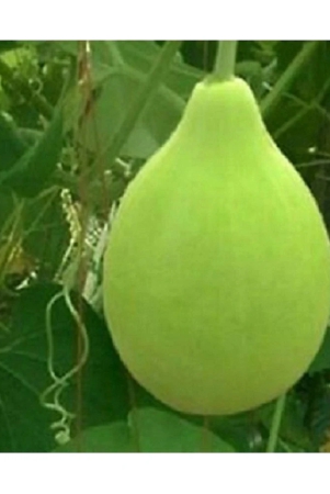 bottle-gourd-round-pack-of-15seeds