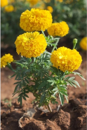 zello-african-marigold-flower-50-seeds-