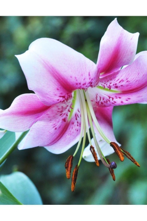 homeagro-amaryllis-flower-5-seeds-