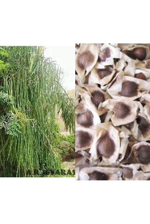 moringa-drumstick-seeds-saijan-ki-phalli-saragavo-pack-of-30-seeds