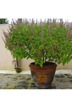 tulsi-plant-seeds-ram-tulsi-seeds-krishna-tulsi-seeds-ocimum-sanctum-seeds-holy-basil-seeds-tusli-tulasi-madura-tala-tulshi-seeds-50-seeds