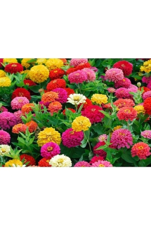 hn-organic-seed-zinnia-mixed-flower-20-seeds-