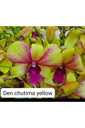 dendrobium-chutima-yellow