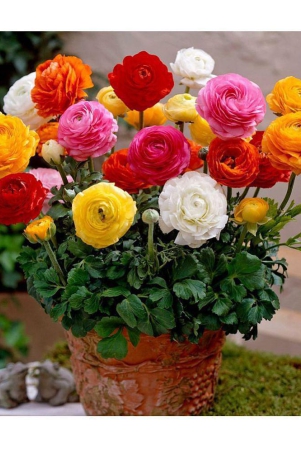 sky-star-agro-co-ranunculus-asiaticus-flower-50-seeds-