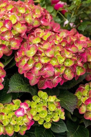 hybrid-hydrangea-plant-for-gardening