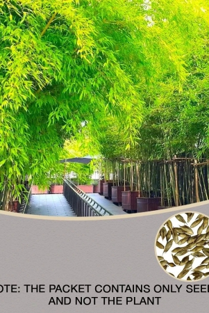 homeagro-bamboo-plant-20-seeds-