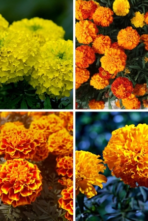 marigold-mixed-color-flower-seeds