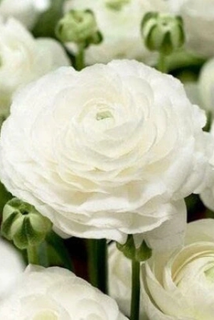 ranunculus-white-color-flower-bulb