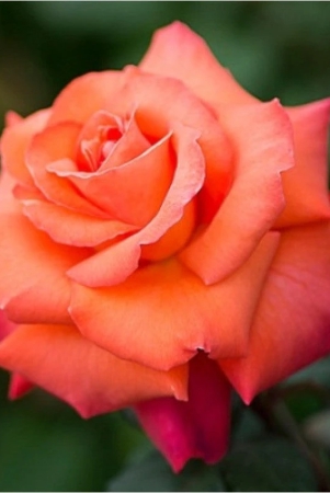 hybrid-grafted-orange-colour-rose-plant