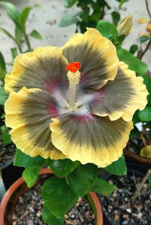 austrelian-hibiscus-plant-for-home-gardening