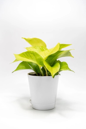 nsc-golden-pothos-money-plant