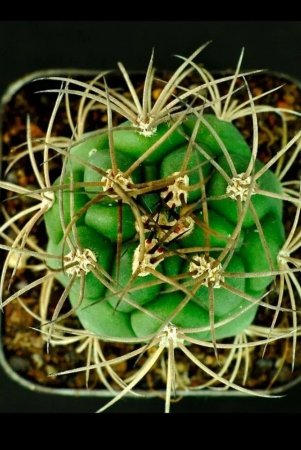 gymnocalycium-saglionis-cactus-seeds