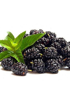 imported-blackberry-100-gms