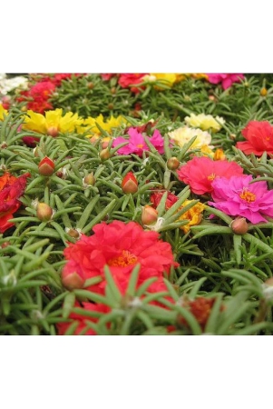 portulaca-flower-mix-color-100-seeds-pack-flower-plant-seeds-with-free-gift-coco-peat-and-user-manual-for-home-gardening