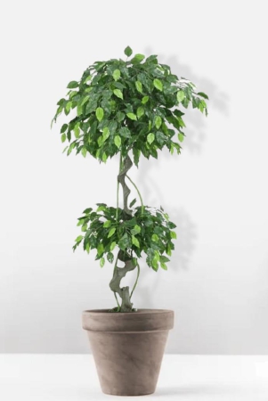 euroxo-artificial-topiary-panda-ficus-150-cm