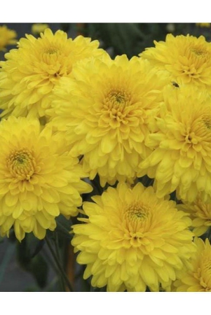 chrysanthemum-yellow-30-seeds-pack-with-free-cocopeat-and-user-manual