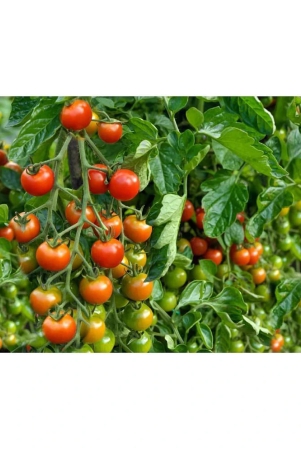 homeagro-tomato-vegetable-100-seeds-