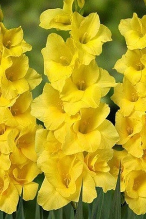 gladiolus-yellow-color-flower-bulb