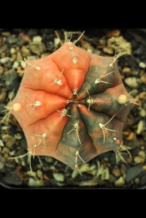 gymnocalycium-variegated-cactus-seeds