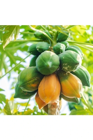 homeagro-papaya-fruit-50-seeds-