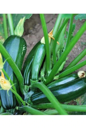 high-yielding-f1-hybrid-green-long-squash-zucchini-seeds-10